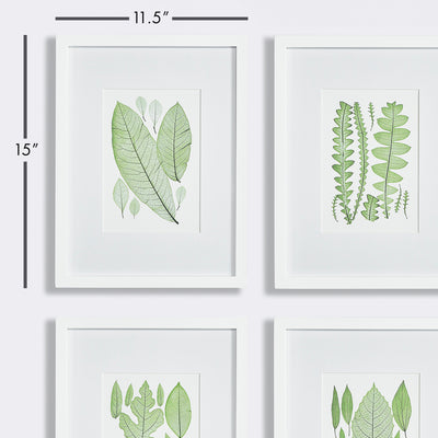 Assorted Leaf Prints, Set of 4