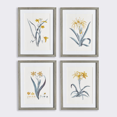 Daffodil Prints, Set of 4
