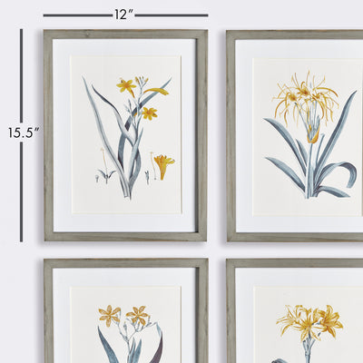 Daffodil Prints, Set of 4